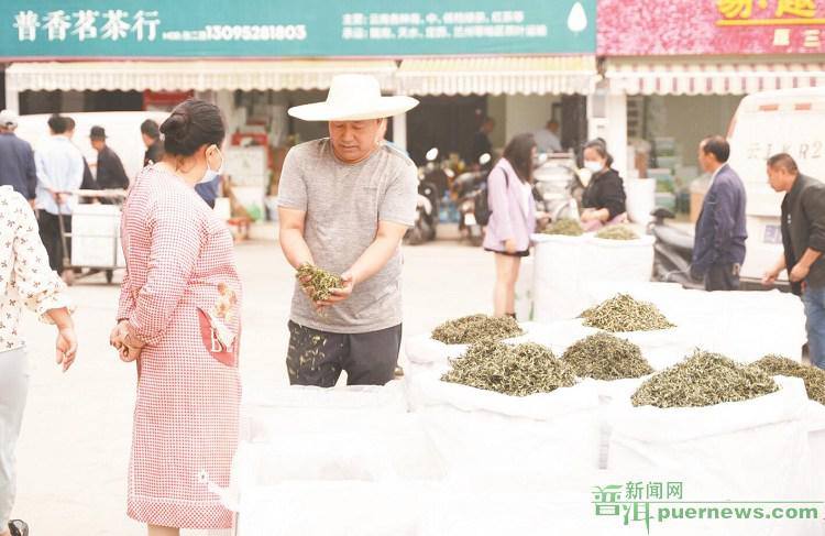 普洱市春茶产量产值双增长